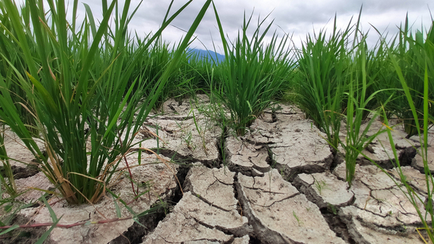 台東水稻即將進入孕穗期，需要足夠的水量，但乾旱情況未紓解，池上鄉魏家庄部分水稻田出現龜裂。