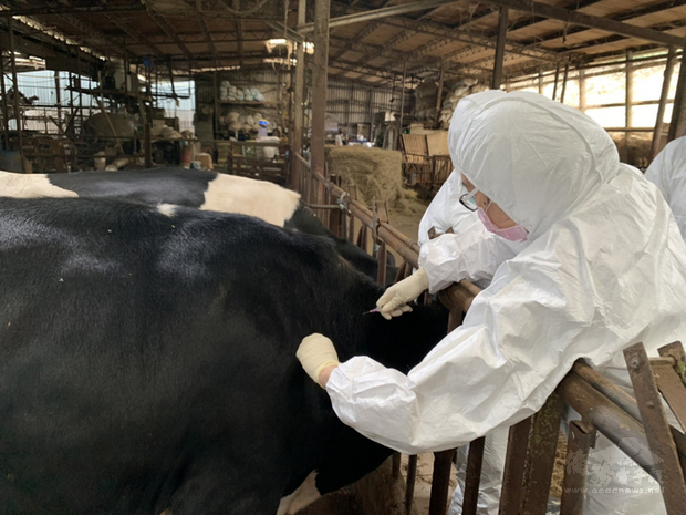 新北市林口區一處肉牛場發生台灣本島首例牛結節疹，除撲殺病牛，新北市預計在16日之內完疫苗施打，並進行環境清消。