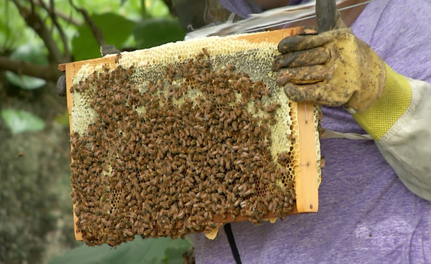 去年至今乾旱,加上今年1月間低溫,導致龍眼樹爆花,花蜜比往年多,龍眼蜜迎來10年罕見的大豐收。