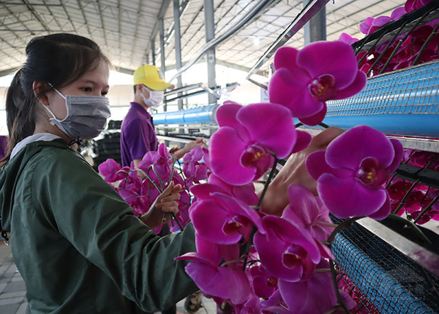 越南林同省的蘭花非常出名，當地種植蘭花的風潮由台商帶起，最早可回溯至1990年第一次南向政策時。圖為Apollo公司所生產的蝴蝶蘭精品切花。