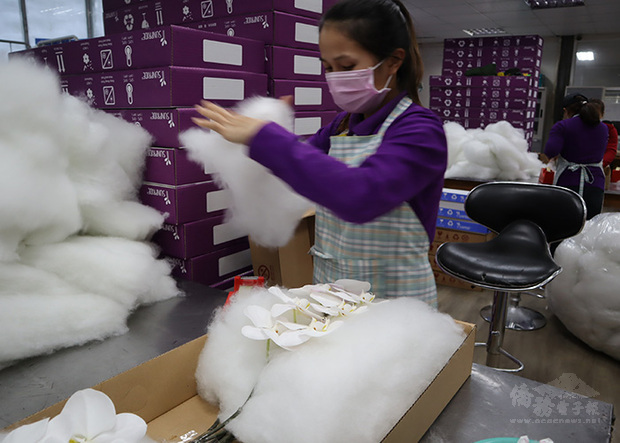 為了防止花朵在運輸過程折損，Apollo公司員工在包裝蝴蝶蘭切花時用到大量的棉花。