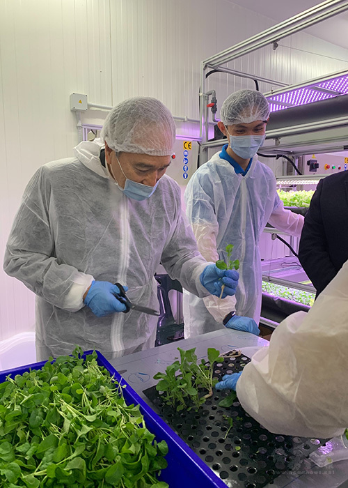 駐教廷大使李世明穿上全套防塵裝備，到台梵合作的智慧蔬菜工坊採收蔬菜，了解運作過程。