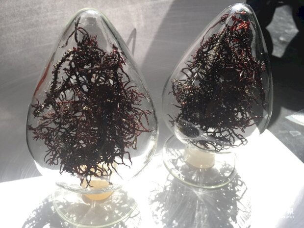 乾燥鋸齒麒麟菜。(圖/水試所提供)