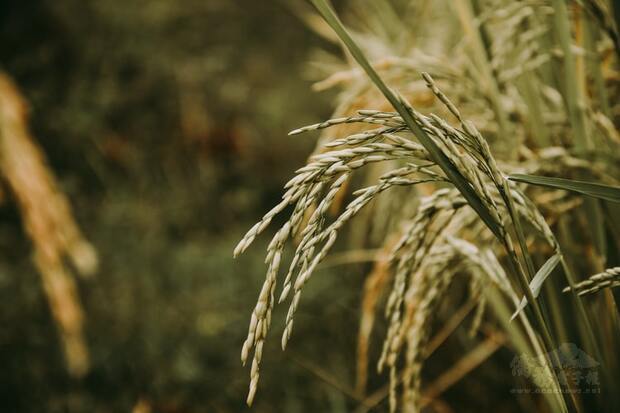 屏科大智慧生產無毒水稻 需水少產量與傳統一樣