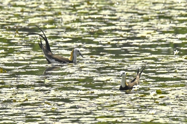 高雄市洲仔濕地是國家級重要濕地,具有豐富的生態,時值水雉繁殖期,市府特別架設即時影像攝影,記錄相關生態及監控環境,歡迎民眾利用觀賞。(高市府提供)