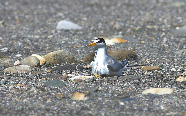 台東縣野鳥學會表示,每年4到7月會有多種保育類夏候鳥和留鳥在台東沙灘繁殖。台東民眾發起「守護鳥兒的育嬰地」,向民眾宣導遵循規劃好的人車道,避開鳥類繁殖熱區以免輾壓巢蛋與雛鳥,造成「路殺」憾事。圖為二級保育類動物小燕鷗在沙灘孵蛋。(荒野保護協會提供)