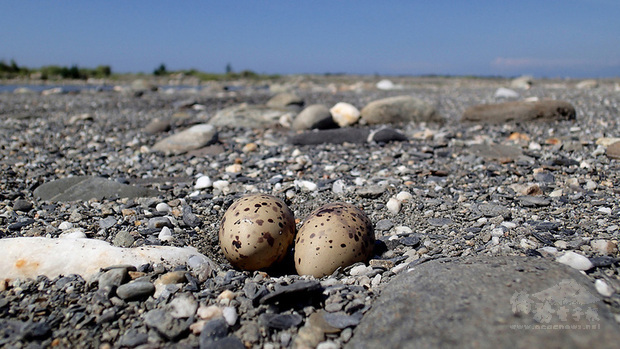 鳥類繁殖季展開,台東民眾發起「守護鳥兒的育嬰地」,呼籲在沙灘活動人員和車輛都能放慢速度、遵循規劃好的人車道,也就是行駛在既有的道路上,避開鳥類繁殖熱區以免輾壓巢蛋與雛鳥,造成「路殺」憾事。圖為二級保育類小燕鷗在海邊簡單築巢下蛋。(荒野保護協會提供)