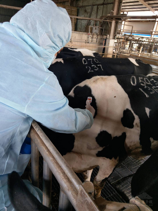 屏東縣政府表示,24日已領取牛結節疹疫苗,考量屏東的養牛產業特性,規劃乳牛戶優先施打,預定5天內達到8成群體免疫效果。(屏東縣政府提供)