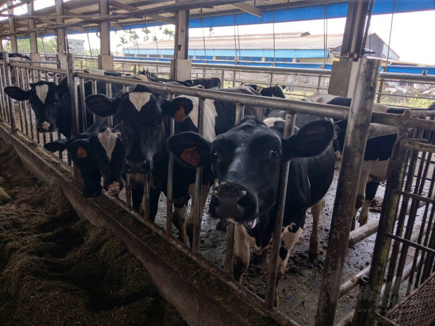 屏東縣政府農業處表示,連日來逐一訪視全縣100多處養牛場,未發現牛隻有發生牛結節疹相關症狀,24日牛結節疹疫苗安全送抵動物防疫所後,立即下鄉至飼養場施打,規劃乳牛戶優先施打,預定5天內達到8成群體免疫效果。(屏東縣政府提供)