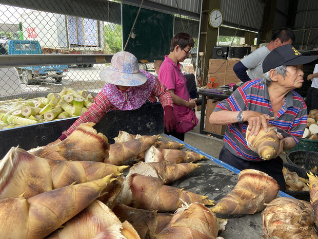 嘉義縣大林鎮所產烏殼綠竹筍品質獲肯定，連兩年外銷加拿大；當地筍農27日表示，烏殼綠竹筍品質佳，與嘉義林管處推廣友善環境種植、保育諸羅樹蛙有關，大林烏殼綠竹筍與諸羅樹蛙一起生長，所以天然、無毒，特別好吃。