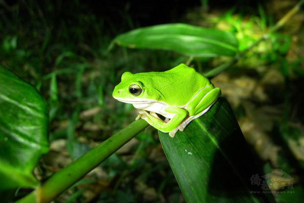 諸羅樹蛙為台灣特有種兩棲類，農委會公告為二級珍貴稀有保育類野生動物，主要棲息在雲林古坑、嘉義大林一帶的竹林、次生林等地，以竹林占比最高。（嘉義林管處提供）