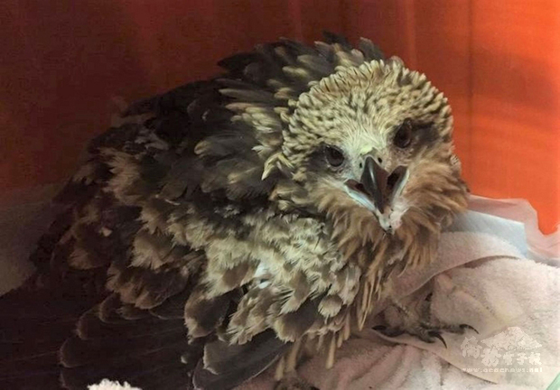 屏東科技大學「黑鳶保育研究計畫」追蹤黑鳶「小茄子」已滿週年，近日研究員發現「小茄子」只花短短2天橫越北韓進入俄羅斯境內。圖為2020年初「小茄子」拾獲時仍是幼鳥樣貌。（林務局提供）