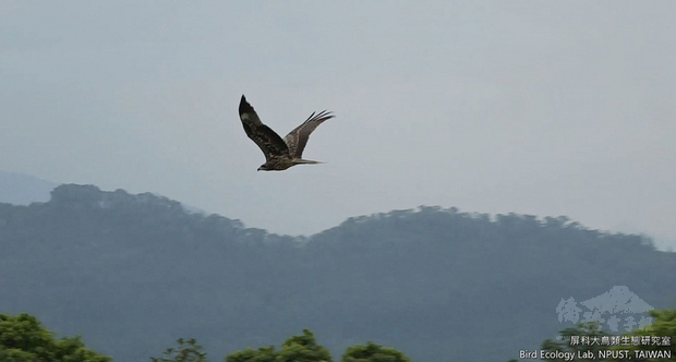 屏東科技大學「黑鳶保育研究計畫」追蹤黑鳶「小茄子」，在4月15日回到2020年的渡夏地山東，但短暫幾天沒有訊號，豈料目前回傳的資料顯示，小茄子早就從山東出海，只花了6小時穿越渤海灣，平均時速達65公里，而且在短短2天內橫越北韓進入俄羅斯境內。（林務局提供）