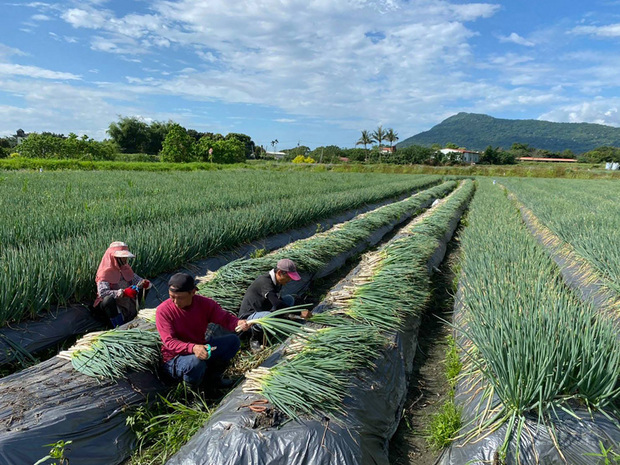 宜蘭地區去年底雨勢不斷,導致三星蔥遭受嚴重雨損,供貨量創5年新低。為保護蔥苗,三星鄉農會決定採技術合作方式,將蔥苗移到花蓮翻種,歷經約4個月培育種植後,1公頃面積成功收成近16公噸青蔥,採收後將送回宜蘭重新分株栽種。(花蓮區農改場提供)