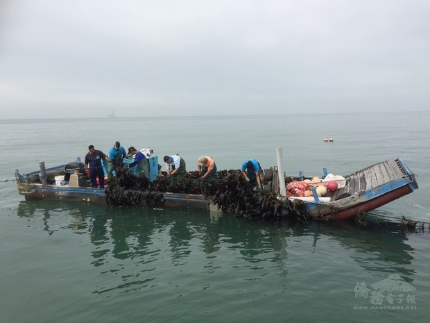 金門縣水產試驗所人員出海採收新鮮海帶，立即運往水試所開賣。民眾表示，海帶新鮮乾淨，讓人吃得放心，每年都要來採購。