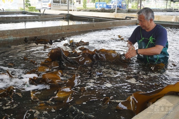 金門縣水產試驗所人員出海採收新鮮海帶,由水試所人員火速送往金城鎮水試所,在水池清洗整理後分裝,等待民眾採購。