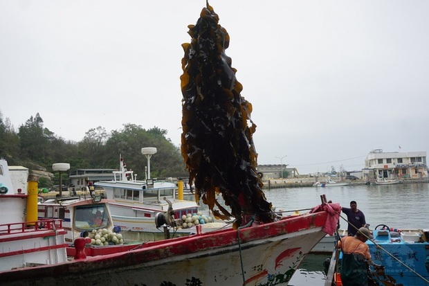 金門縣水產試驗所人員出海採收新鮮海帶,漁民和水試所人員齊力拉起纜繩,一串串海帶浮出水面後,立刻切斷苗繩,順利採收一大片海帶。