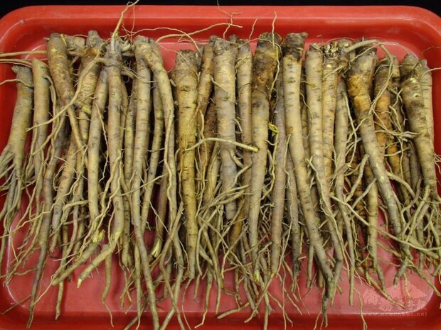 可治療武漢肺炎輕症的「清冠一號」,其中所使用的中藥材黃芩是要角。種植黃芩需排水良好的沙質壤土,有助於根系生長,每年3月是種植期,8、9月時即可採收,花蓮農改場輔導農友有機種植,讓品質更佳、更穩定安全。(花蓮農改場提供)