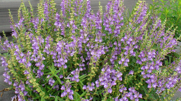 對武漢肺炎輕症有療效的「清冠一號」,所使用的10種中藥材中,黃芩是其中重要的一種。花蓮農民用心栽種黃芩開出紫色花,賞心悅目。(花蓮農改場提供)