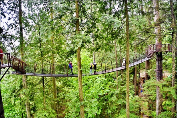 卡皮拉諾吊橋公園內的林木間，還有由多座樹橋相互串連的樹梢步道，漫步其間有如走在樹梢上。（自由時報提供）
