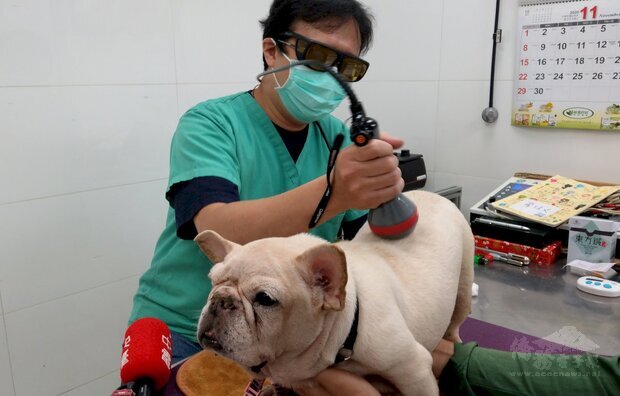 高齡法鬥「ViVi」進行雷射治療。