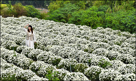 大片白色杭菊花田,有如白雪覆蓋大地營造雪白美景。