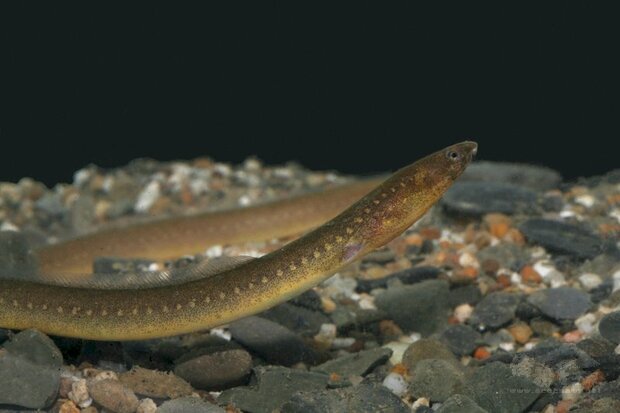 嘉南藥理大學環境資源管理系教授黃大駿團隊接受墾丁國家公園管理處委託進行滿州鄉港口溪調查,於中游原始棲地河段發現新種龍口蛇鰻。