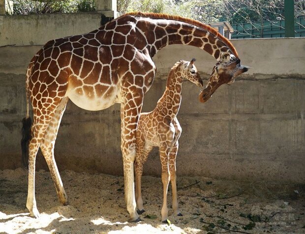 台北市立動物園公布，長頸鹿「小麥」2020年底產下的雌性寶寶將沿用媽媽「小麥」名字中的「麥」字，命名為「麥芽」，象徵新生命初始與茁壯。