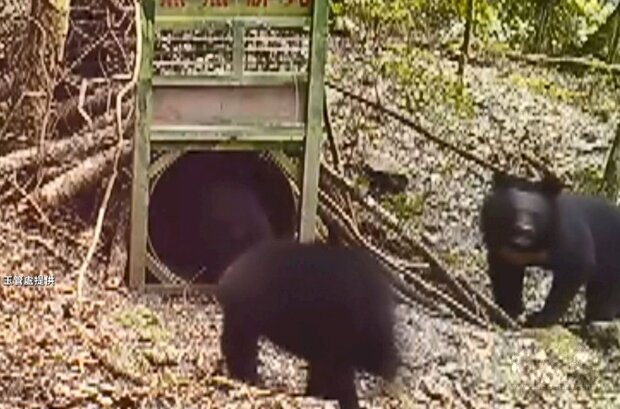 玉山西北園區首次繫放黑熊成功，相機也拍到4隻。