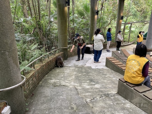 台北市立動物園「動物行為學院」請來北美浣熊等動物當老師，卻在下戲時拒絕回到後台，要保育員拿出食物，連哄帶騙才願意進到籠子裡回家。