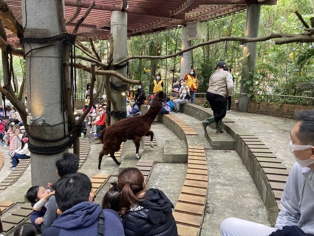 台北市立動物園率全國之先，推出以教育為主軸的「動物行為學院」，請來羊駝等動物當老師，讓民眾了解動物行為。