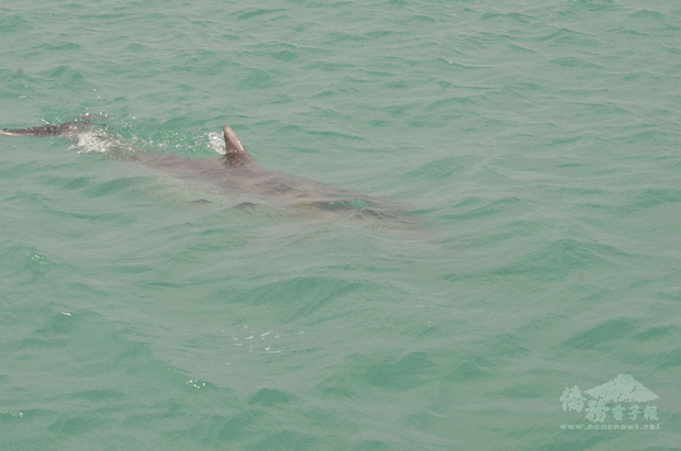 一尾保育類瓶鼻海豚意外出現在澎湖沙港港區，目
前在港區洄游，第七岸巡沙港安檢所表示，待海水漲潮
，看看海豚是否會自行游出。