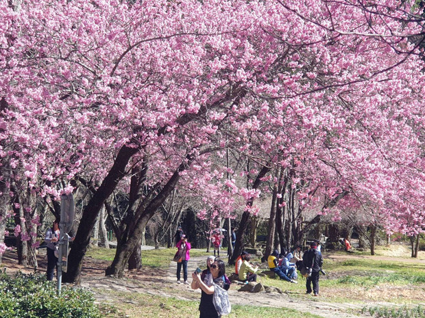 武陵農場櫻花季疏運管制將於3月1日結束，民眾把握連假期間前往，28日武陵農場賞櫻人潮多。