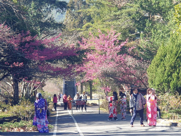 二二八連假第2天，武陵農場28日湧入許多賞櫻民眾，還有人穿著日本和服在櫻花樹下拍照。