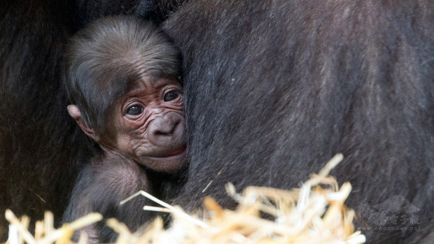 移居荷蘭阿培浩靈長類公園（Apenheul Primate Park
）的金剛猩猩「寶寶」第一次繁殖成功，喜迎金剛Baby 
。（台北市立動物園提供）