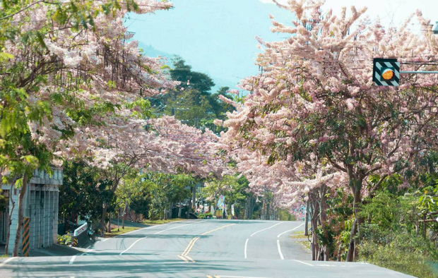 高雄市六龜區台27甲公路沿線兩旁的花旗木盛開，粉色花朵綻滿枝頭，高雄市長陳其邁在臉書（Facebook）發文讚嘆，還形容是「絕美天堂路」。