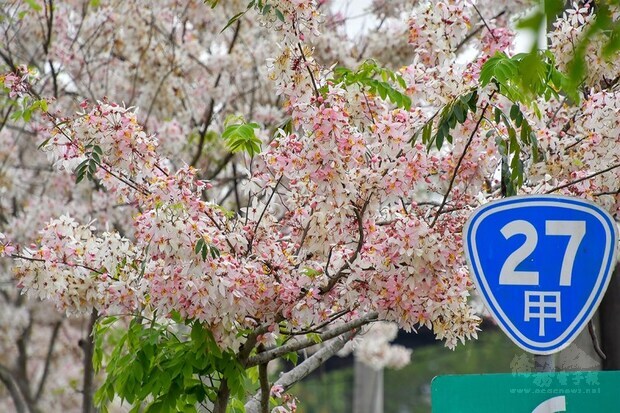 高雄市六龜區台27甲公路沿線兩旁的花旗木盛開，整串粉嫩的花旗木大爆花，畫面絕美浪漫，高雄市長陳其邁也在臉書（Facebook）發文，形容是「絕美天堂路」。（高市府提供）