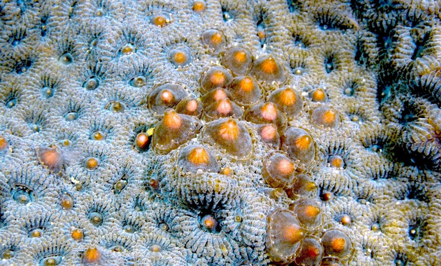 墾丁珊瑚2日晚間開始部分產卵，各種顏色的精卵布滿海域美極了，海生館及墾管處合作的產卵實況直播將從3日晚間開始。（蔡永春提供）