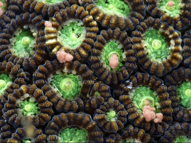 每年受委託下海觀察墾丁珊瑚產卵的資深潛水專家蔡永春指出，2日晚間產卵的珊瑚增加到7、8種，3日晚間將會有更多珊瑚噴發釋卵。（蔡永春提供）