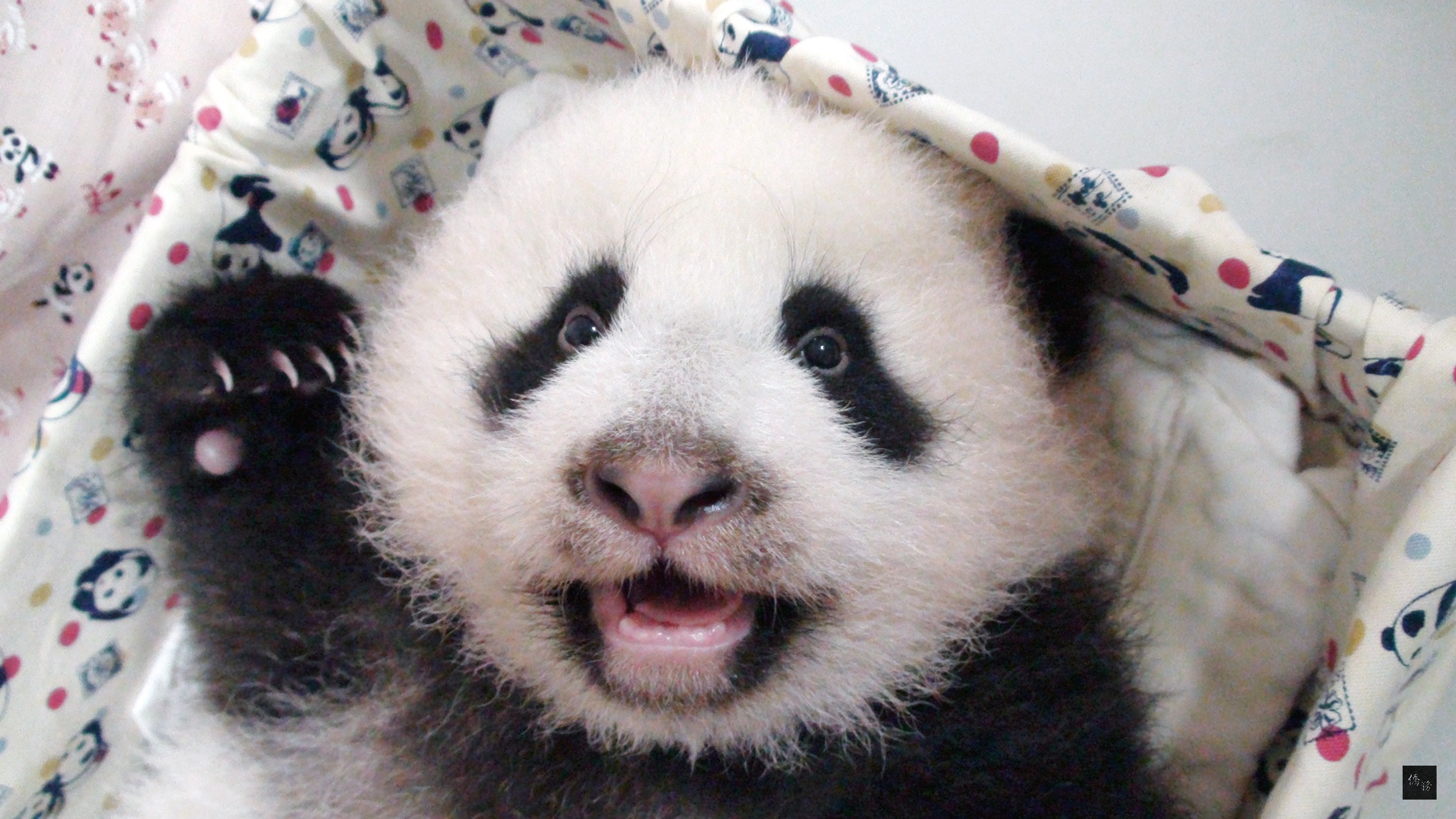 你的毛绒玩具们有自己的故事吗？ : r/plushies, image size:3000x1688