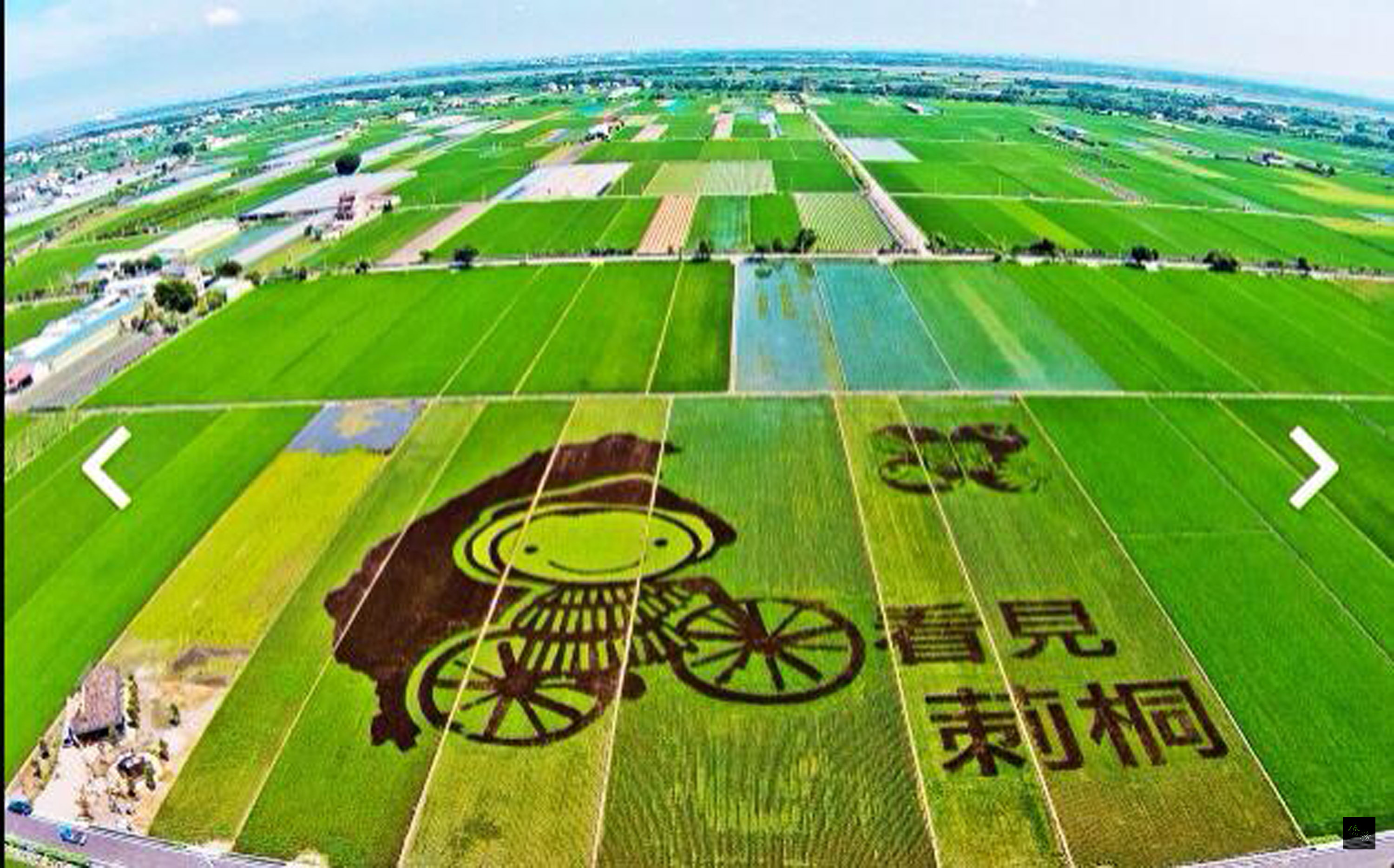 雲林莿桐孩沙里花海,聞名遐邇,彩繪稻田是另一特色,今年成果乍現,莿桐鄉農會總幹事張鈺萱臉書,24日帶大家先睹為快,圖為彩繪稻田之一「看見莿桐」。(中央社提供)