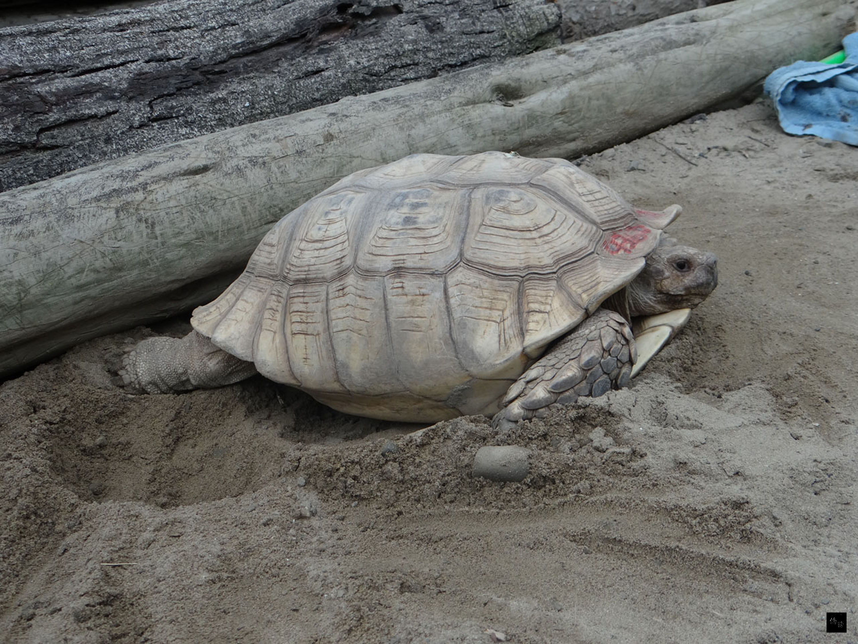 台北市立動物園12日表示,在動物頻道才有機會看到的象龜挖洞產卵畫面,正在園內上演。蘇卡達象龜媽媽「阿美」日前順利產下15顆卵。(中央社提供)