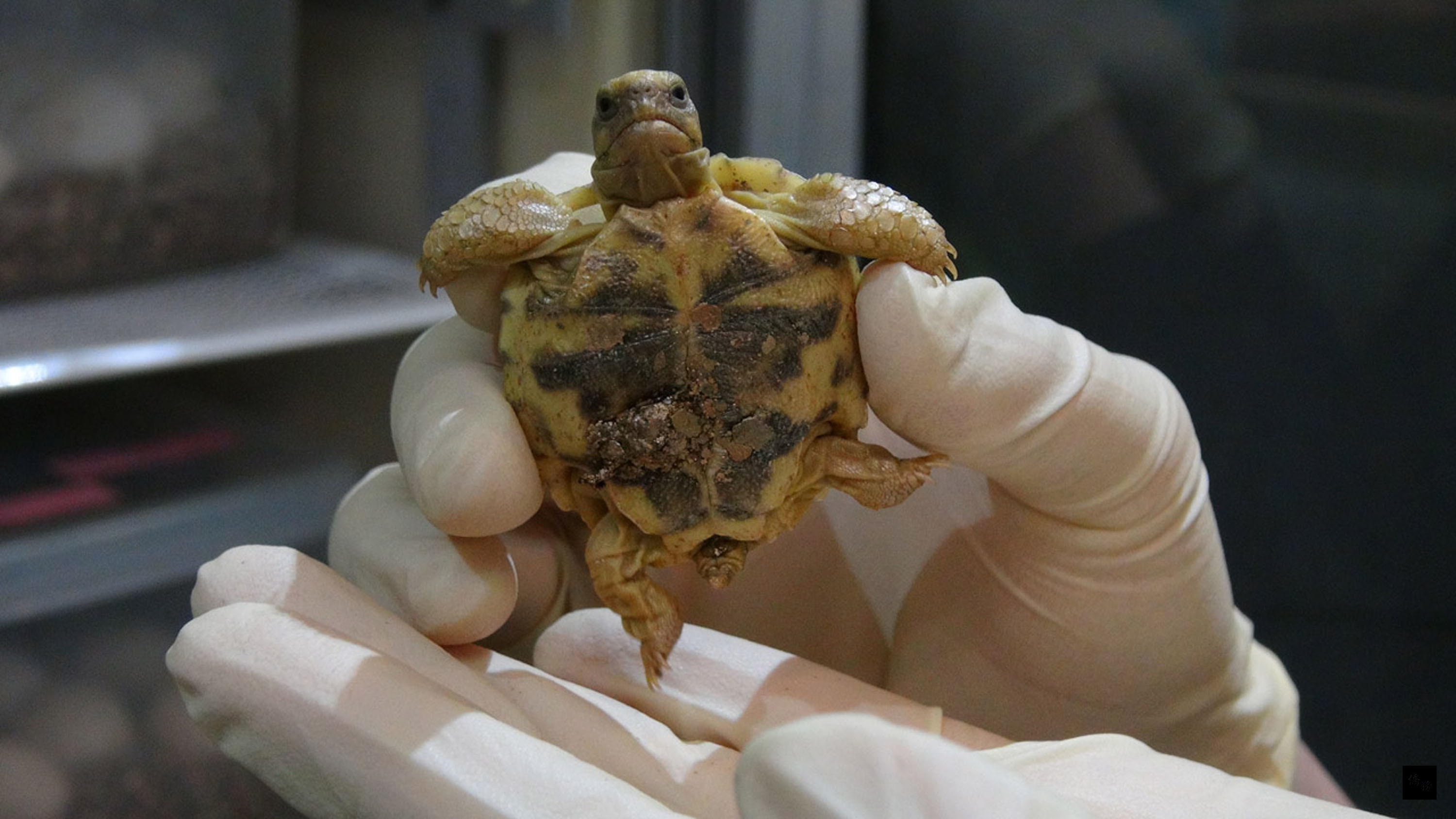 北市立動物園12日說,所有的陸龜都是名列華盛頓公約2級以上的保育類動物,但光守著長壽的象龜順利成長到繁殖年齡,是非常不容易的事。圖為緬甸星龜寶寶。(中央社提供)