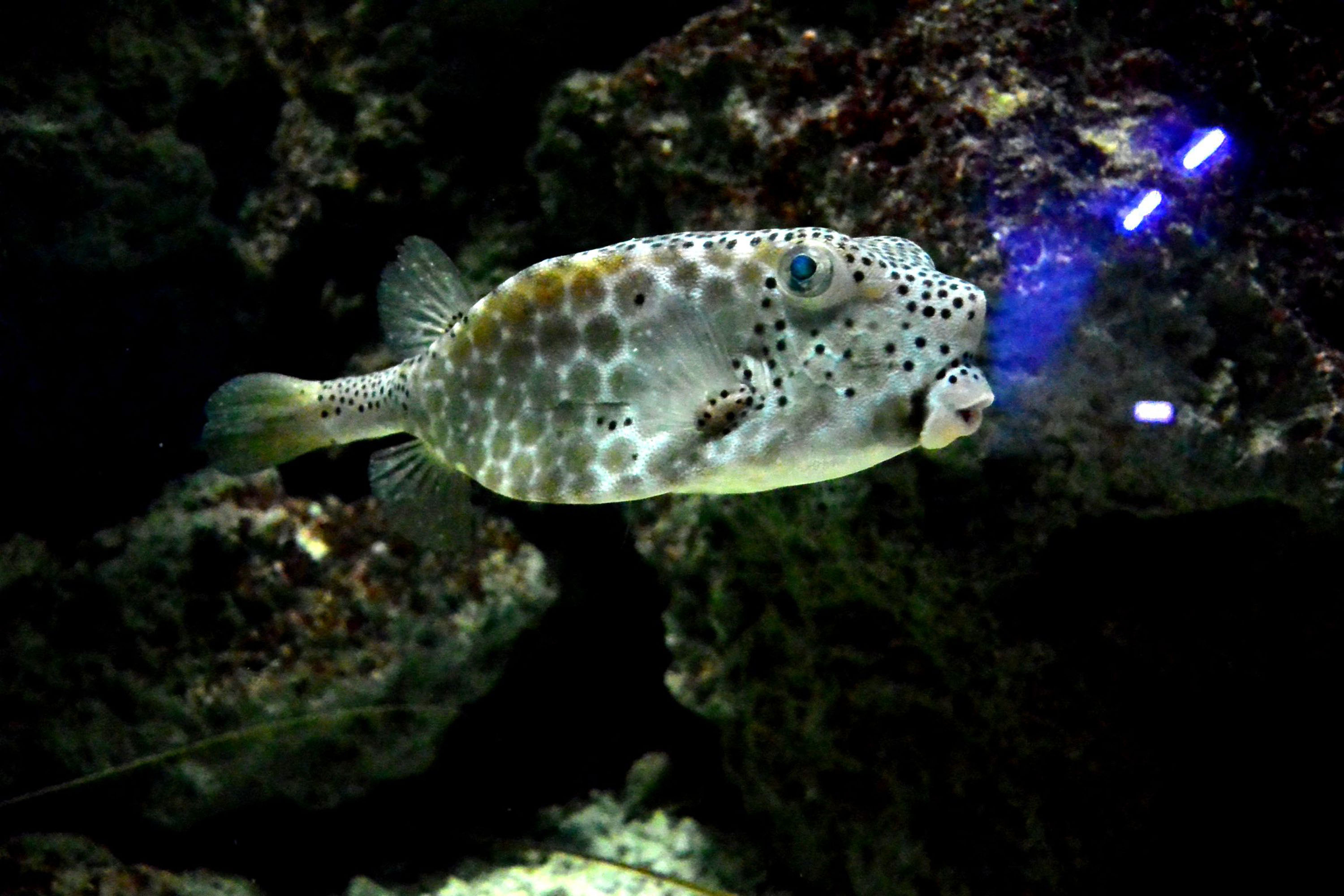 屏東海洋生物博物館最近新進水族「吻鼻箱魨」，因長相奇特，色彩卻鮮麗，還會主動接近遊客，成了海生館新焦點。（中央社提供）