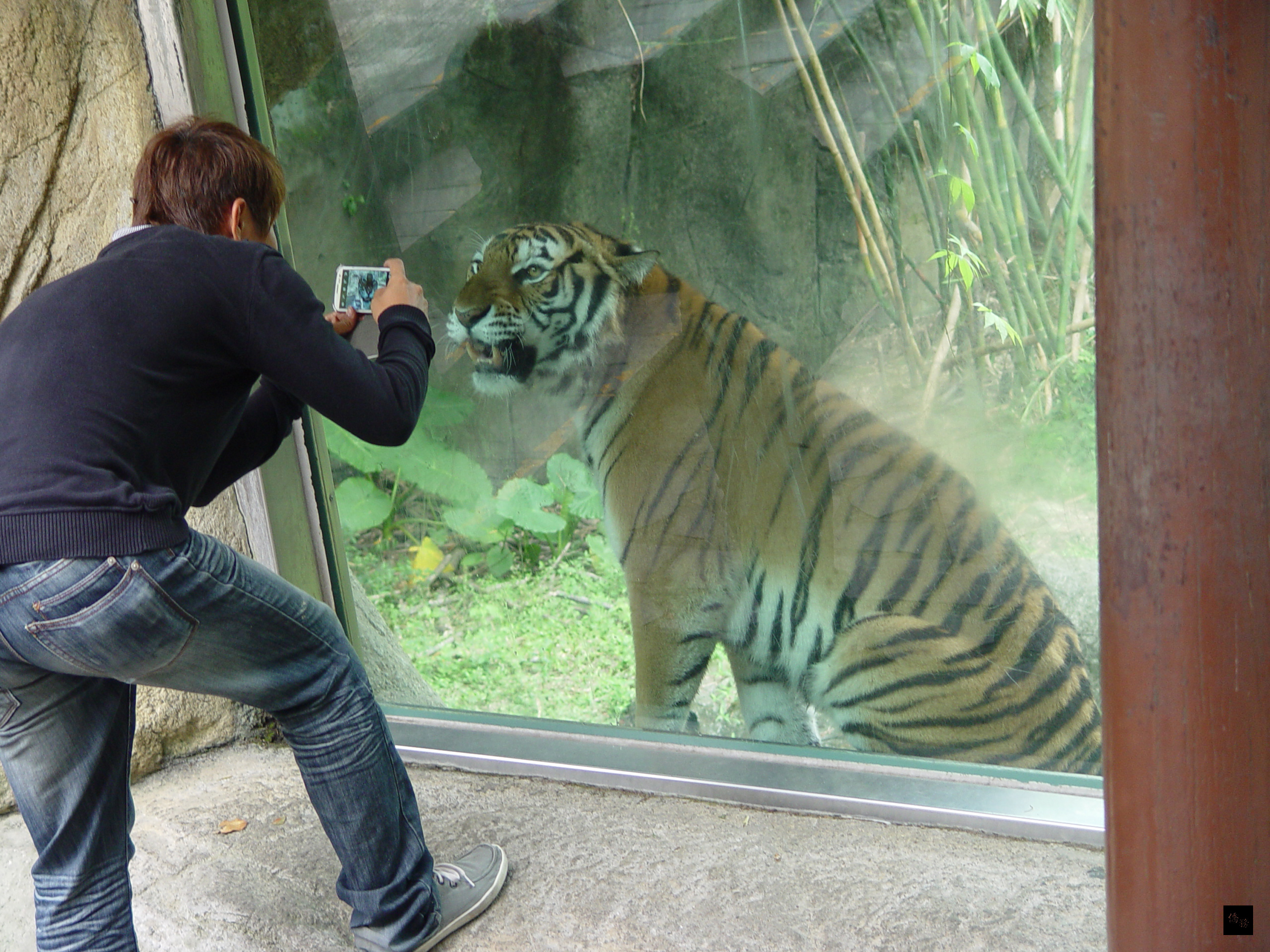 台北市立動物園日前透露園內拍照私房景點,例如孟加拉虎「新春」最喜歡隔著玻璃跟遊客互動,民眾可以輕鬆跟老虎合影。(中央社提供)
