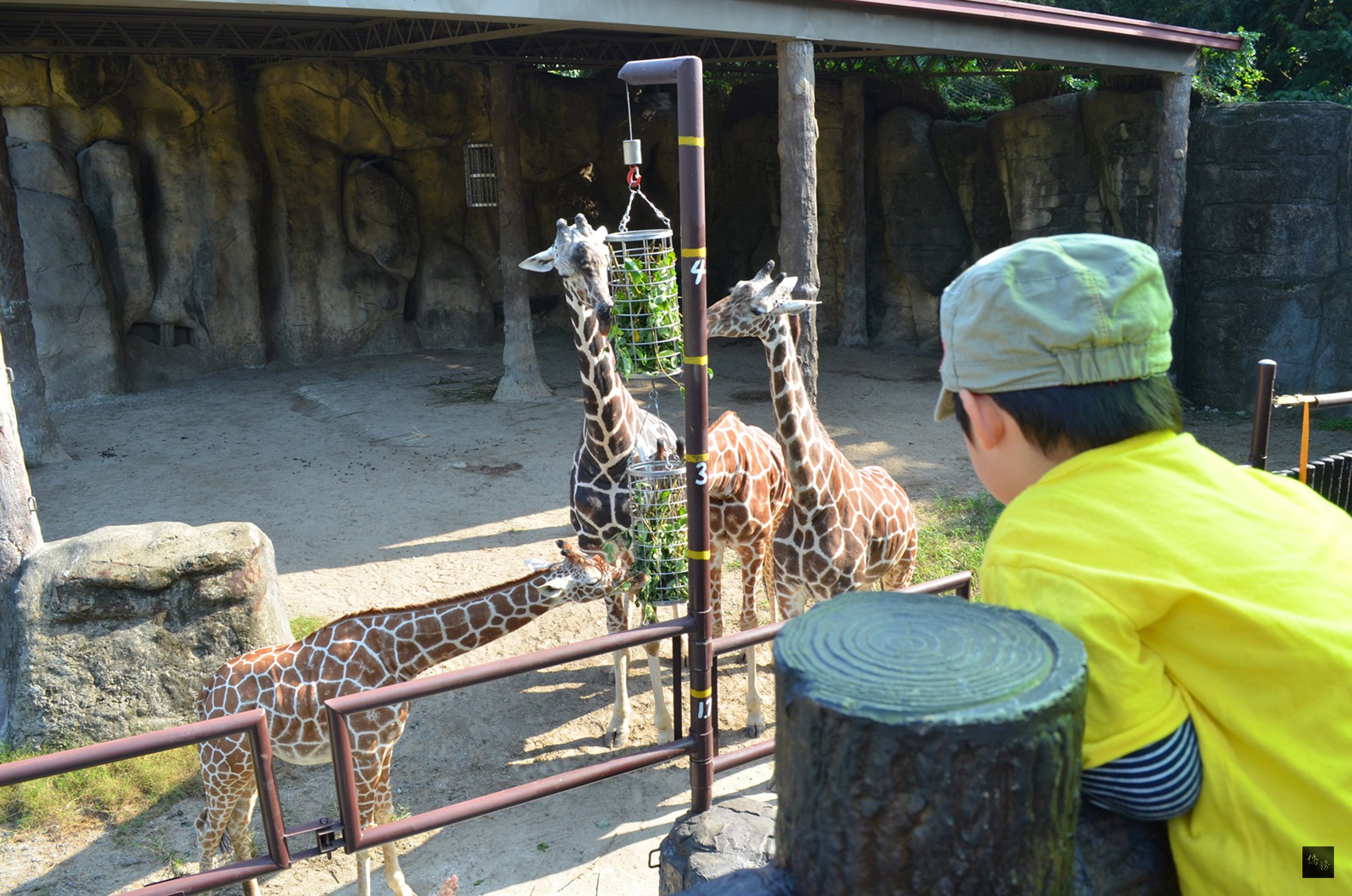 台北市立動物園日前透露園內拍照私房景點,例如非洲區長頸鹿餵食台,就是一個可以近距離觀察動物的景點。(中央社提供)