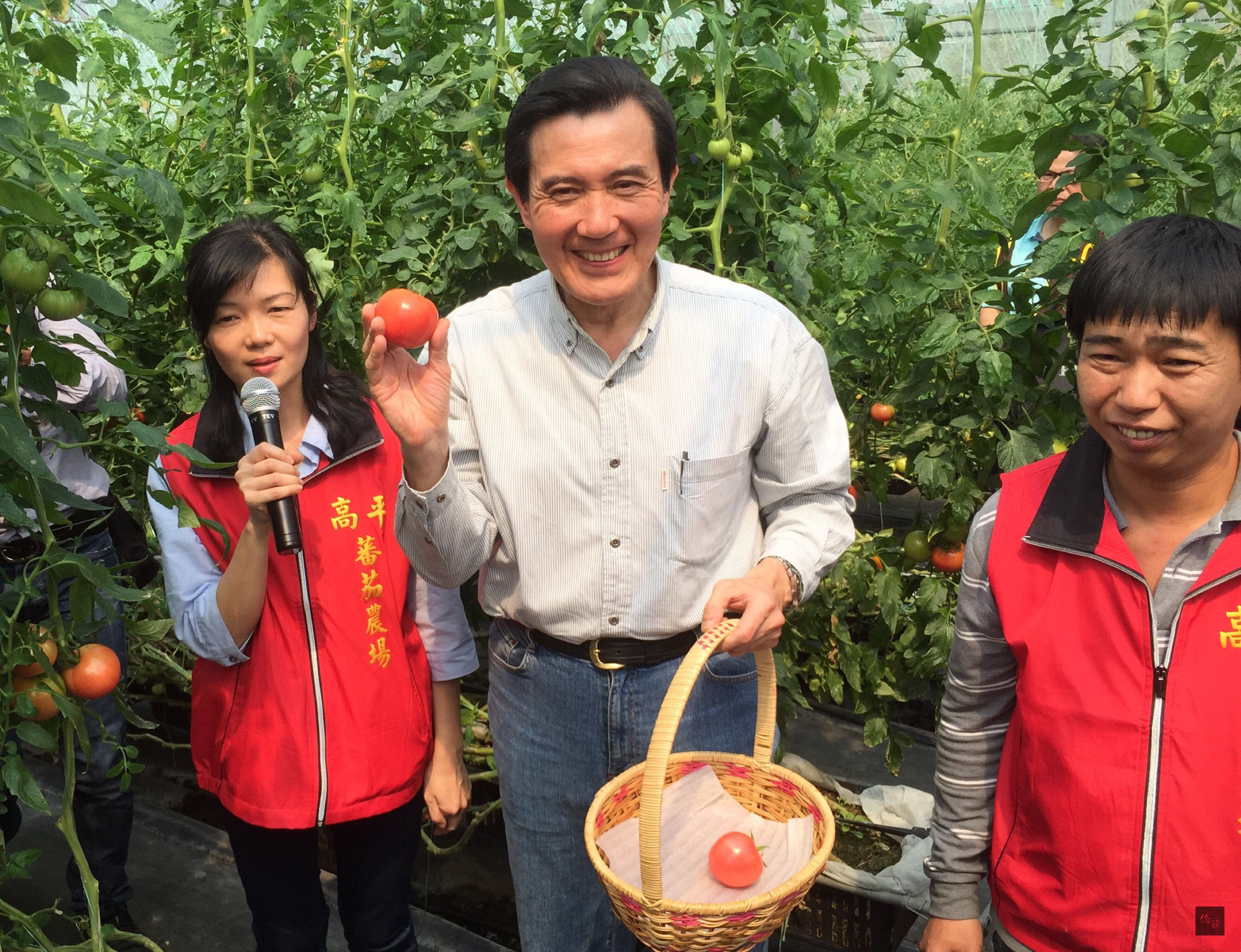 全台水情吃緊,總統馬英九(中)參觀有效節水,經營有成的高平番茄農場,並且體驗農栽。(中央社提供)