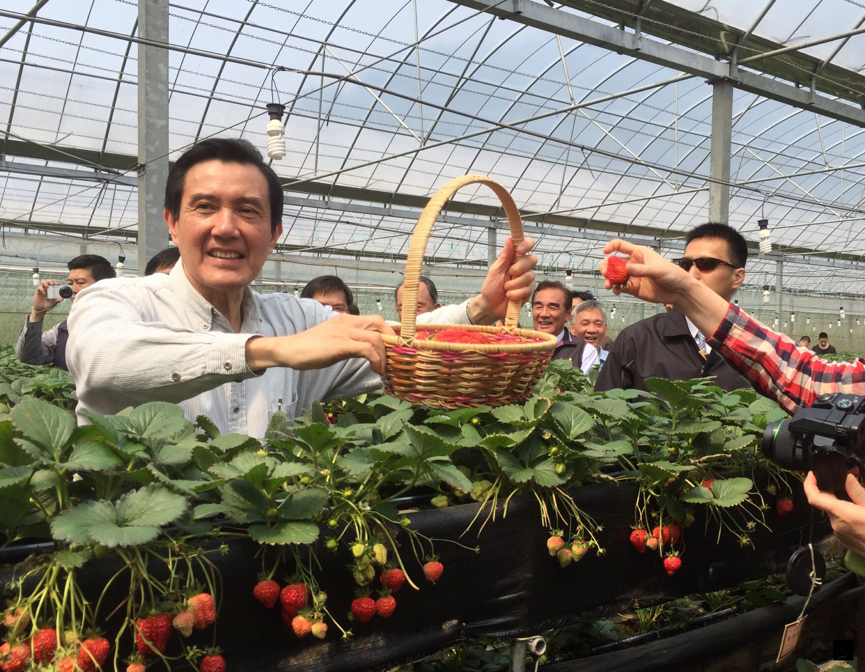 全台水情吃緊,總統馬英九(左)參觀有效節水,經營有成的高平番茄農場,並且體驗農栽。(中央社提供)
