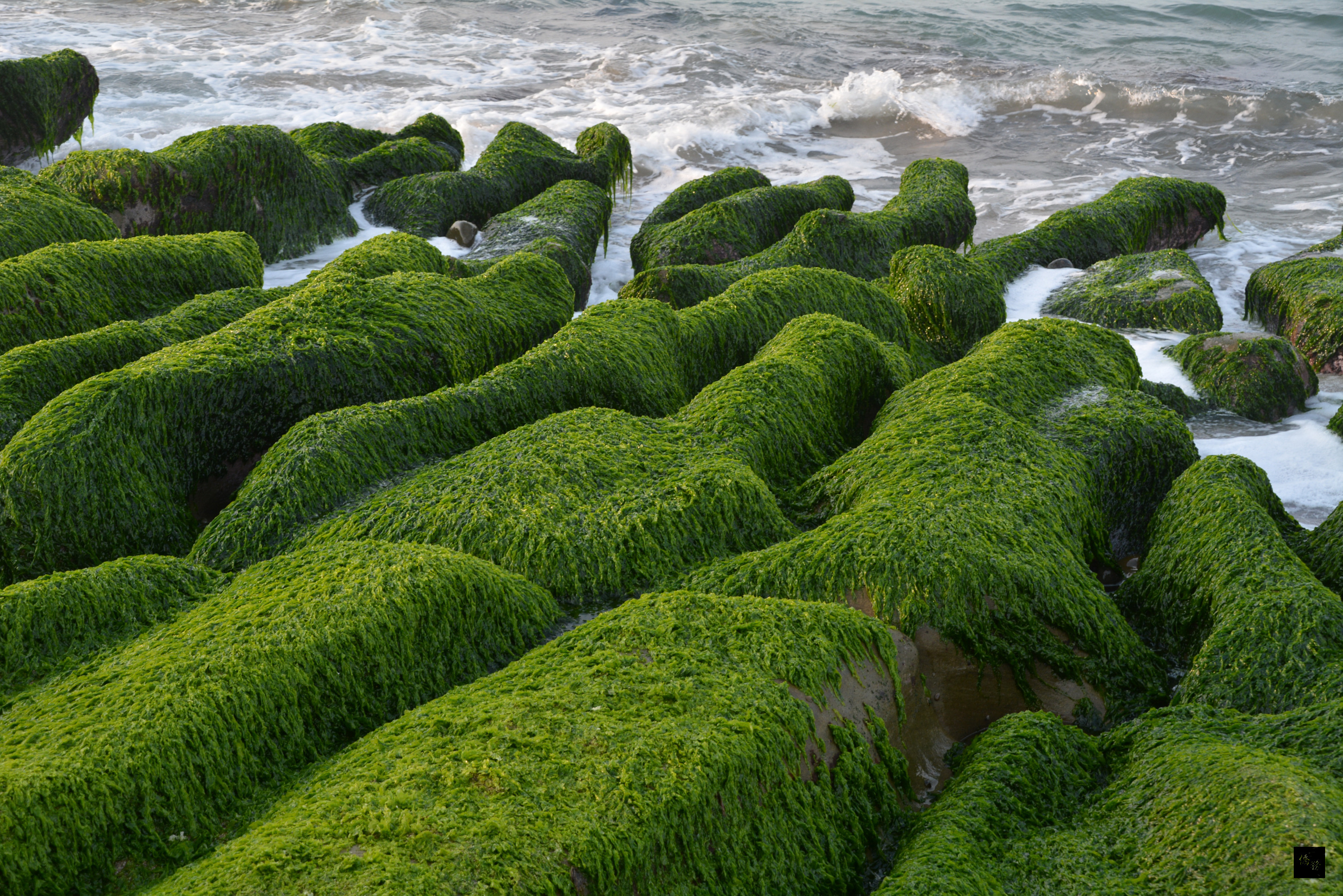 春季滋生於北海岸的石蓴,將原本灰黑的石槽,從淺綠一直渲染到翠綠,新北市石門老梅的石槽開始被染色,綠石槽海岸特殊景觀,美不勝收。(中央社提供)
