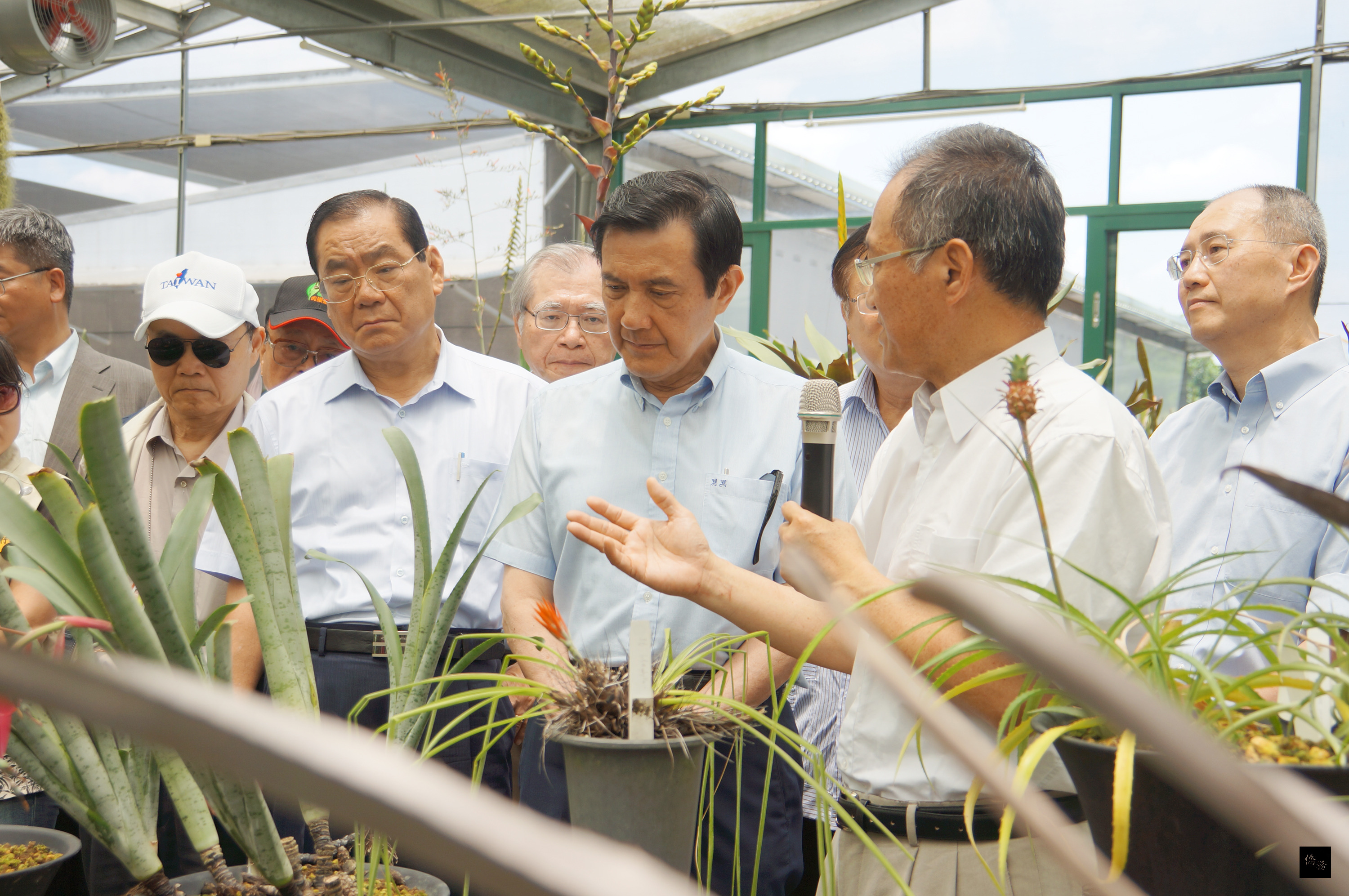 總統馬英九（前右二）參訪位於屏東高樹鄉的辜嚴倬雲植物保種中心，中心執行長李家維（前右）為馬總統介紹園區內的鳳梨等植物。（中央社提供）